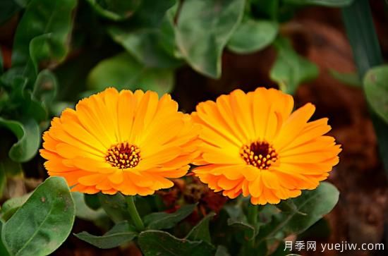 100種常見花卉的栽培大全，送給愛養(yǎng)花的你(圖10)