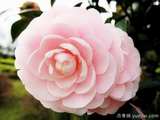 100種常見花卉的栽培大全，送給愛養(yǎng)花的你(圖11)