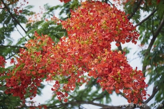 鳳凰木適合在哪種植，北方能種嗎？(圖1)