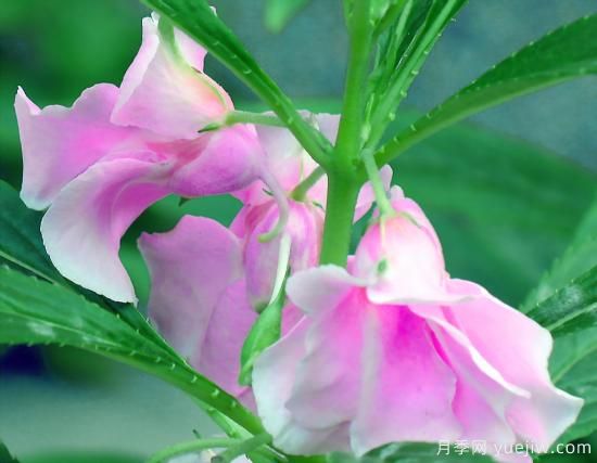 100種常見花卉的栽培大全，送給愛養(yǎng)花的你(圖12)