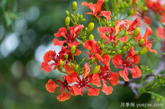 鳳凰木適合在哪種植，北方能種嗎？(圖2)