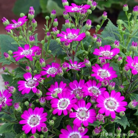 100種常見花卉的栽培大全，送給愛養(yǎng)花的你(圖16)