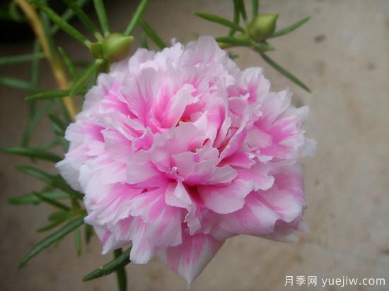 100種常見花卉的栽培大全，送給愛養(yǎng)花的你(圖13)