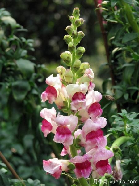 100種常見花卉的栽培大全，送給愛養(yǎng)花的你(圖15)