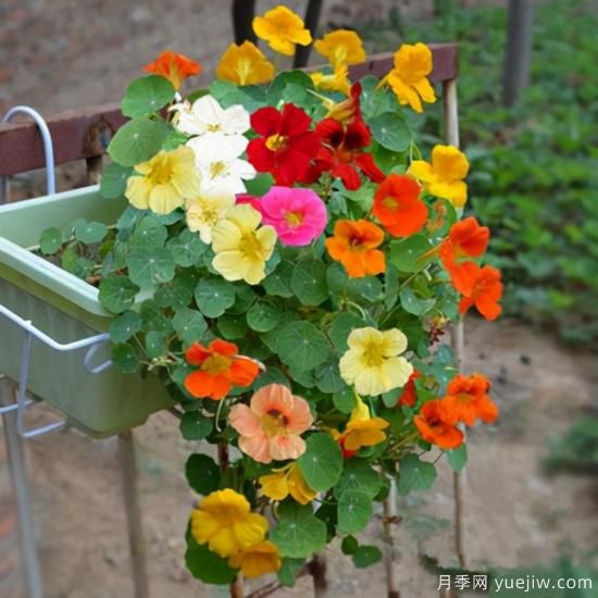100種常見花卉的栽培大全，送給愛養(yǎng)花的你(圖17)