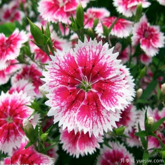 100種常見花卉的栽培大全，送給愛養(yǎng)花的你(圖18)