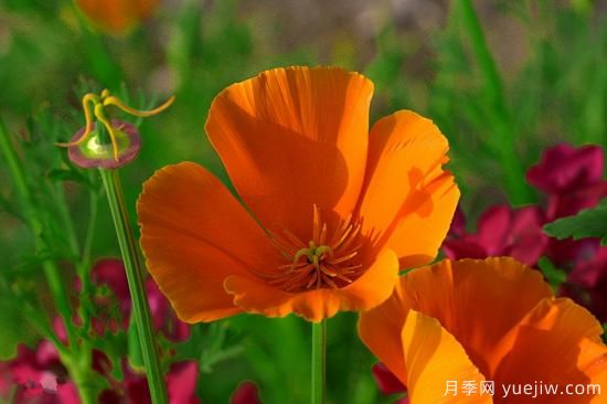 100種常見花卉的栽培大全，送給愛養(yǎng)花的你(圖19)
