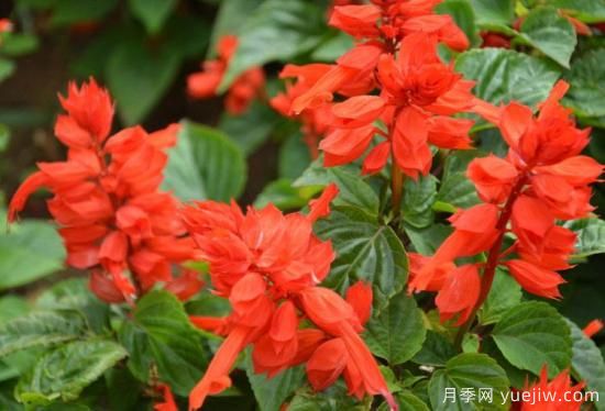 100種常見花卉的栽培大全，送給愛養(yǎng)花的你(圖21)
