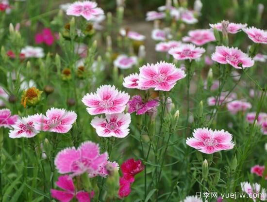 100種常見花卉的栽培大全，送給愛養(yǎng)花的你(圖24)