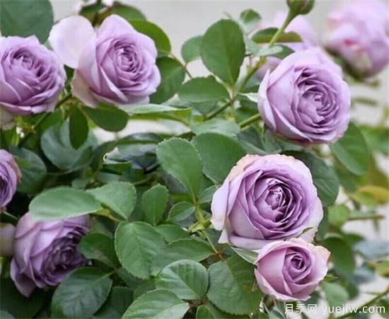 紫色月季花有哪些品種？分享30款紫色月季(圖2)