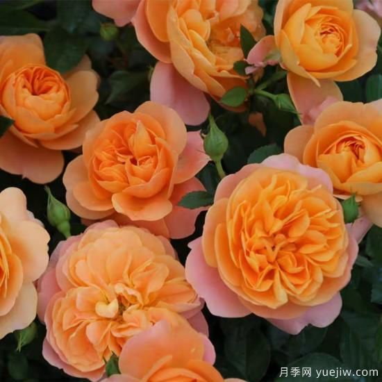 精挑推薦十個(gè)月季花品種，爭(zhēng)奇斗艷形態(tài)顏色各異(圖1)