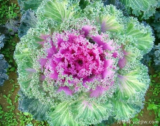 100種常見花卉的栽培大全，送給愛養(yǎng)花的你(圖23)