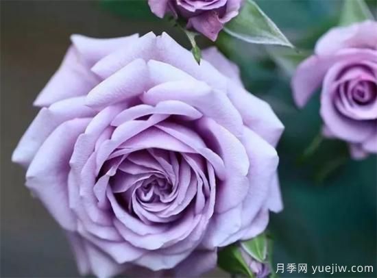 紫色月季花有哪些品種？分享30款紫色月季(圖1)