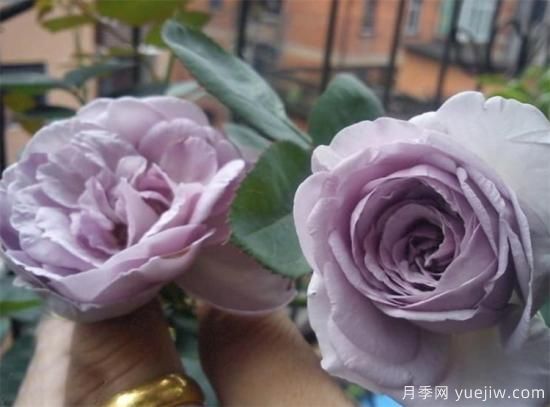紫色月季花有哪些品種？分享30款紫色月季(圖3)