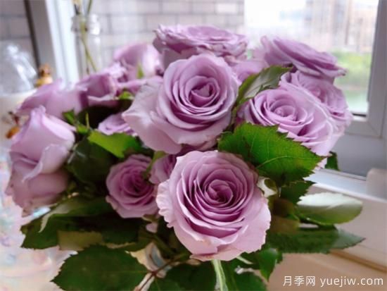 紫色月季花有哪些品種？分享30款紫色月季(圖4)