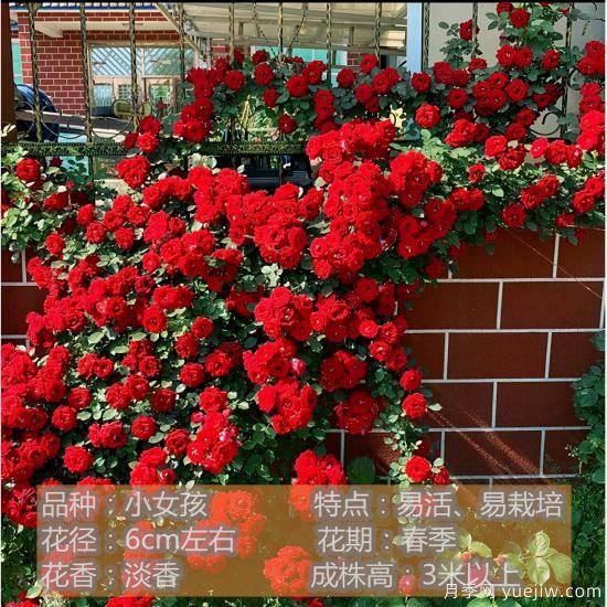 精挑推薦十個(gè)月季花品種，爭(zhēng)奇斗艷形態(tài)顏色各異(圖2)