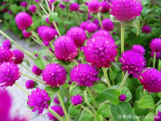 100種常見花卉的栽培大全，送給愛養(yǎng)花的你(圖25)