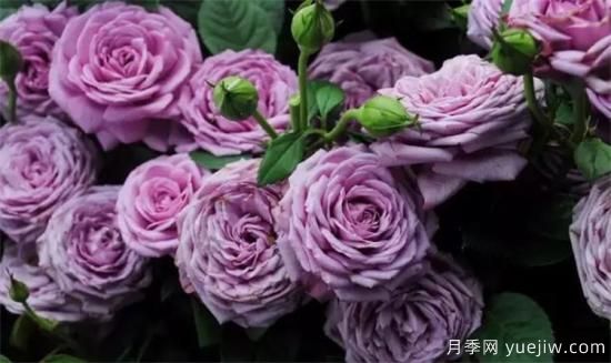 紫色月季花有哪些品種？分享30款紫色月季(圖5)