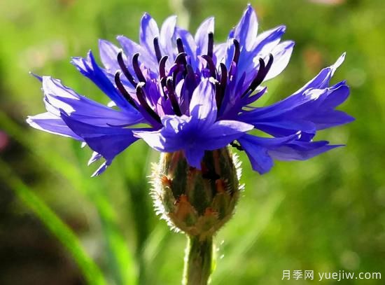 100種常見花卉的栽培大全，送給愛養(yǎng)花的你(圖26)