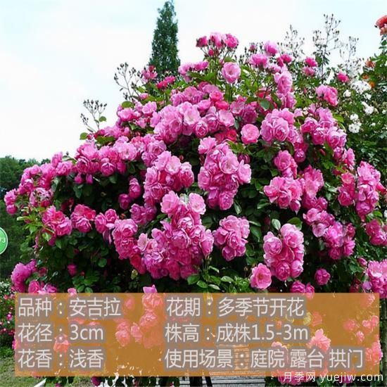 精挑推薦十個(gè)月季花品種，爭(zhēng)奇斗艷形態(tài)顏色各異(圖3)