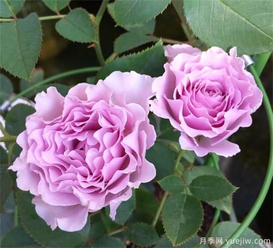 紫色月季花有哪些品種？分享30款紫色月季(圖6)