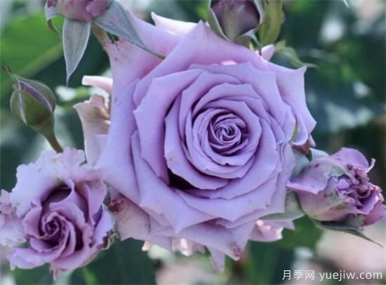 紫色月季花有哪些品種？分享30款紫色月季(圖9)