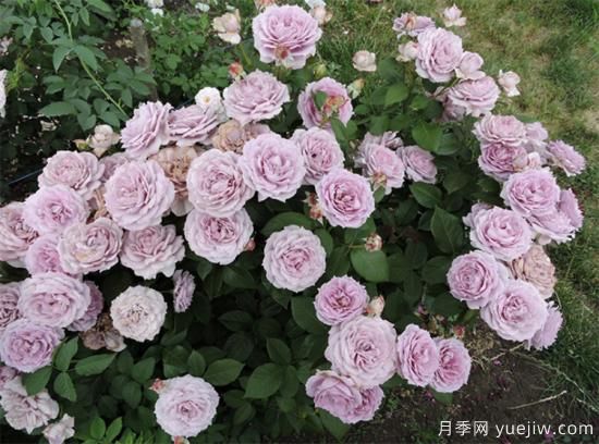 紫色月季花有哪些品種？分享30款紫色月季(圖7)