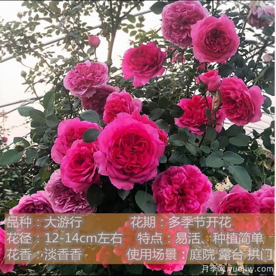 精挑推薦十個(gè)月季花品種，爭(zhēng)奇斗艷形態(tài)顏色各異(圖4)