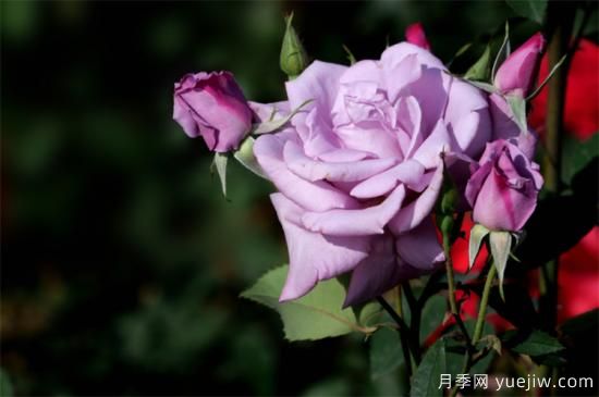 紫色月季花有哪些品種？分享30款紫色月季(圖8)