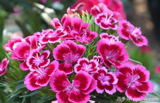100種常見花卉的栽培大全，送給愛養(yǎng)花的你(圖28)