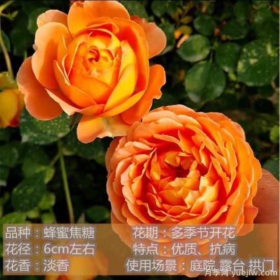 精挑推薦十個(gè)月季花品種，爭(zhēng)奇斗艷形態(tài)顏色各異(圖5)