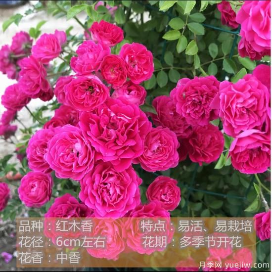 精挑推薦十個(gè)月季花品種，爭(zhēng)奇斗艷形態(tài)顏色各異(圖6)