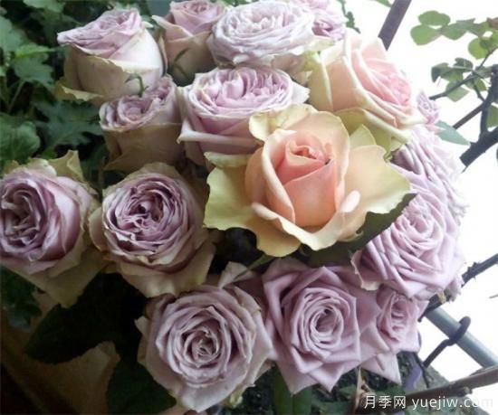 紫色月季花有哪些品種？分享30款紫色月季(圖10)