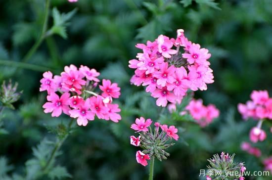 100種常見花卉的栽培大全，送給愛養(yǎng)花的你(圖30)