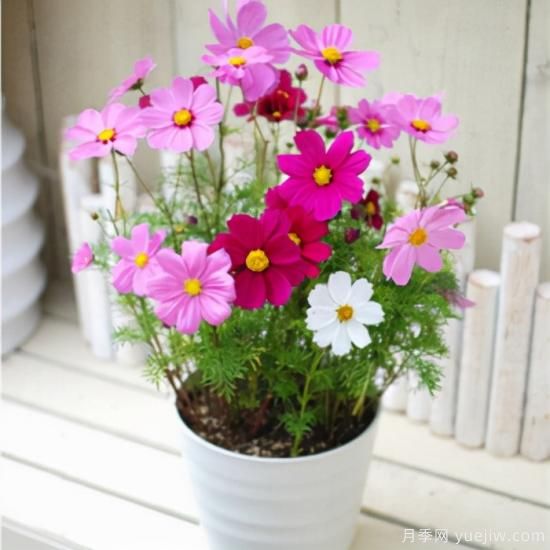 100種常見花卉的栽培大全，送給愛養(yǎng)花的你(圖31)