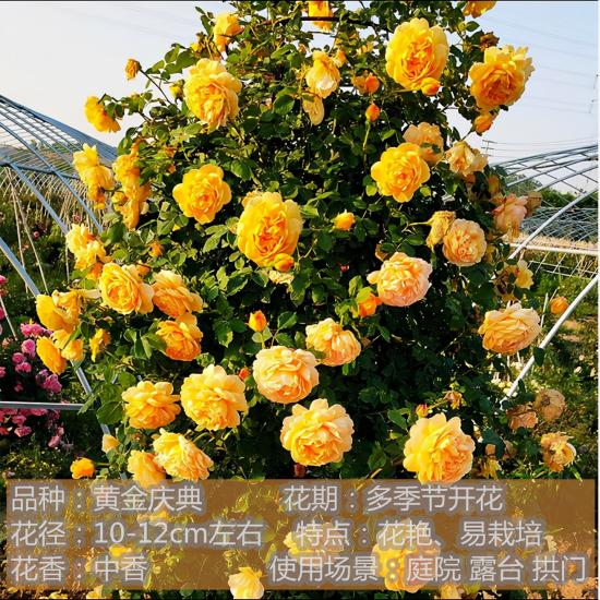 精挑推薦十個(gè)月季花品種，爭(zhēng)奇斗艷形態(tài)顏色各異(圖7)