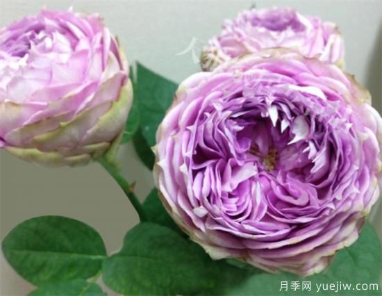 紫色月季花有哪些品種？分享30款紫色月季(圖11)