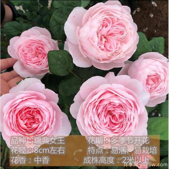 精挑推薦十個(gè)月季花品種，爭(zhēng)奇斗艷形態(tài)顏色各異(圖8)
