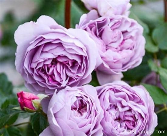 紫色月季花有哪些品種？分享30款紫色月季(圖12)