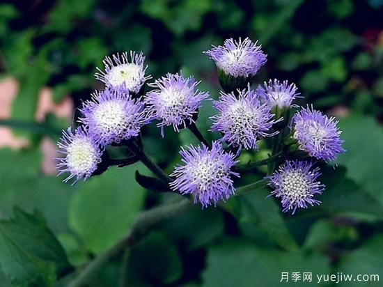 100種常見花卉的栽培大全，送給愛養(yǎng)花的你(圖33)