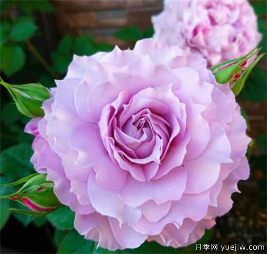 紫色月季花有哪些品種？分享30款紫色月季(圖14)