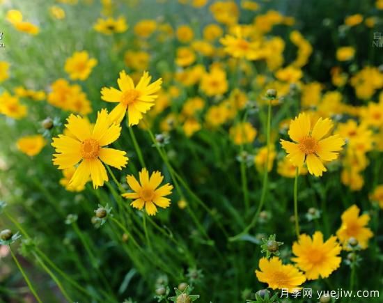 100種常見花卉的栽培大全，送給愛養(yǎng)花的你(圖35)