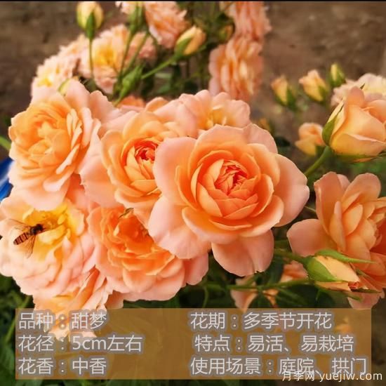 精挑推薦十個(gè)月季花品種，爭(zhēng)奇斗艷形態(tài)顏色各異(圖9)
