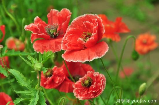 100種常見花卉的栽培大全，送給愛養(yǎng)花的你(圖36)