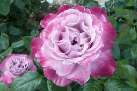 紫色月季花有哪些品種？分享30款紫色月季(圖15)