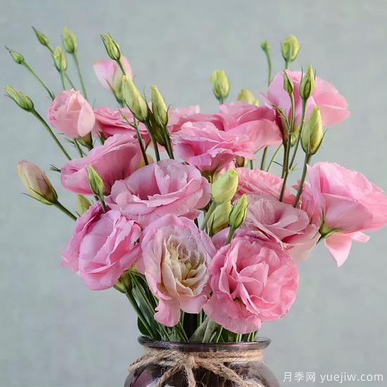 100種常見花卉的栽培大全，送給愛養(yǎng)花的你(圖37)