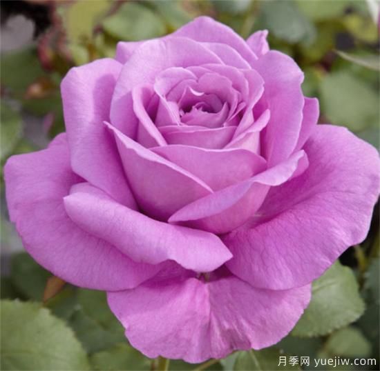 紫色月季花有哪些品種？分享30款紫色月季(圖16)