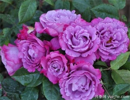 紫色月季花有哪些品種？分享30款紫色月季(圖17)