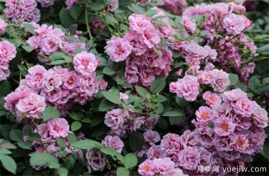 紫色月季花有哪些品種？分享30款紫色月季(圖18)
