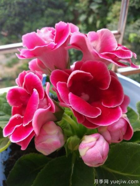 100種常見花卉的栽培大全，送給愛養(yǎng)花的你(圖38)
